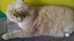 обзор моего кота Сени.