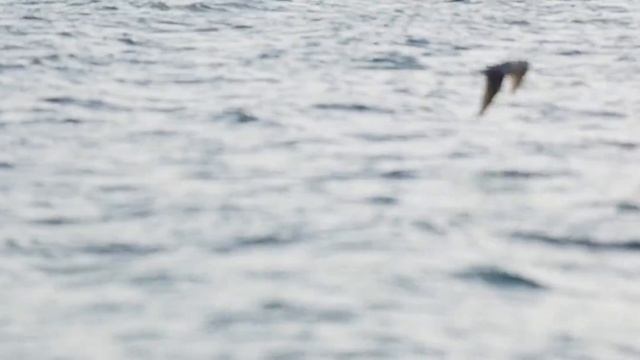 Приглашение на Goodwill Wedding Day 2015 от Александра Язева смотреть онлайн