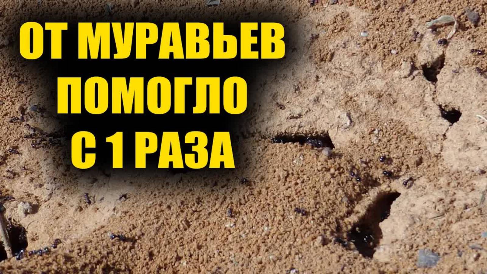 Прощайте навсегда, муравьи и тля! Проверенный метод защиты сада. как избавится от муравьев
