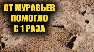 Прощайте навсегда, муравьи и тля! Проверенный метод защиты сада. как избавится от муравьев