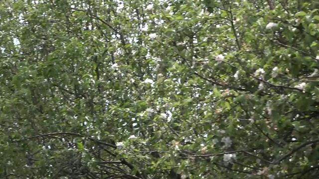 Чистое будущее 29 05 25