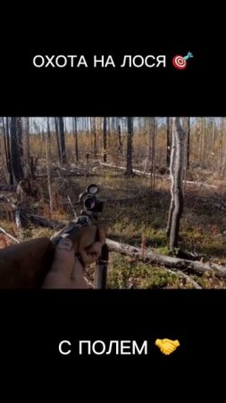 Охота на Лося 🎯