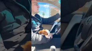 ФотоПриветик из Норильска 🐶🧿 Кавалер Кинг Чарльз спаниель щенки от заводчиков РФ 🇷🇺
