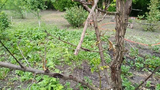 Наводим порядок в доме и во дворе. Уже видны результаты нашего труда. И видео видео от родителей.