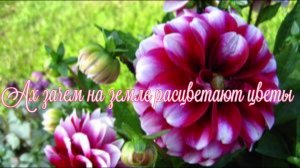 Ах зачем на земле расцветают цветы