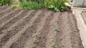 Окучиваем картошку тяпкой несколько раз, затем распашником. Выращивание картофеля на даче.