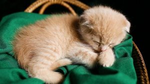 Смыли в унитаз котенка! Соседи были потрясены такой на