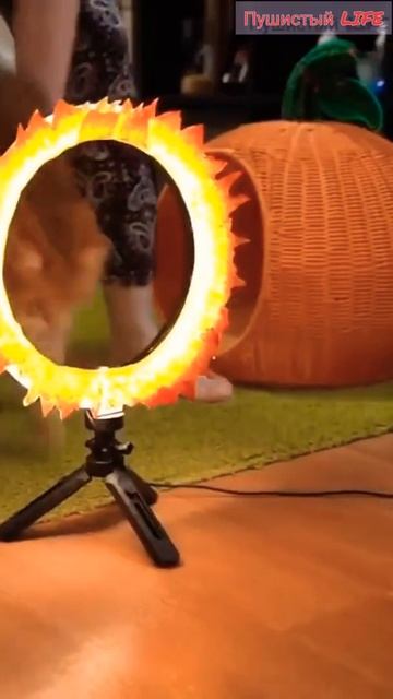 Смешные котики💋💕😻🐾 Ставь лайк и подписывайся #кошки #котики #котёнок #кот #cat #cats #коты #Shorts смотреть онлайн