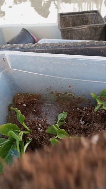 Рассаживаю последнюю партию черенков крупнолистной г смотреть онлайн