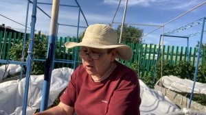 IMG_8494 ВСЕ СОРТА ТОМАТОВ, ПЕРЕПИСЫВАЮ В АЛЬБОМ, ПО НОМЕРАМ.