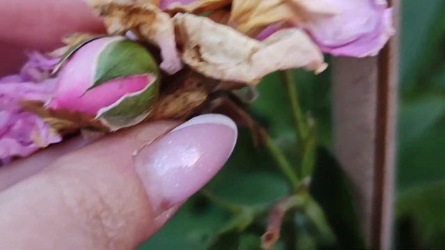 РОЗОЧКА СВИТ ЛАГУНА SWEET LAGOON