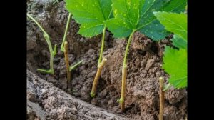 Правильная посадка кустов смородины в грунт