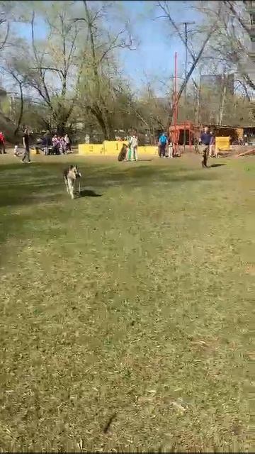 ВЕО Шэрритэ Шанз Элизе - 9 мес., май 2025г. ОКД, Сокольники №1