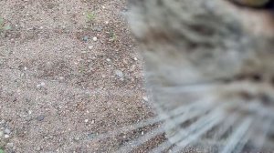 Бытие кота Фомки и его обслуги