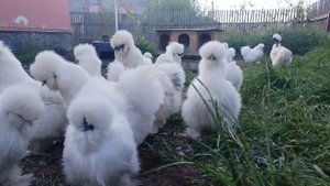 Китайские шелковые куры-2