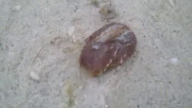 Чудовищная Бяка-Закаляка смотреть онлайн