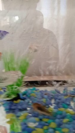 новая рыбка и новы аквариум