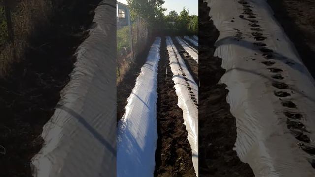 Как мы делаем бугор для клубники в ручную и что для этого нужно.