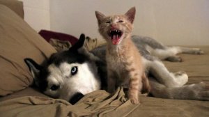 🔥 Коты и псы устроили шоу!