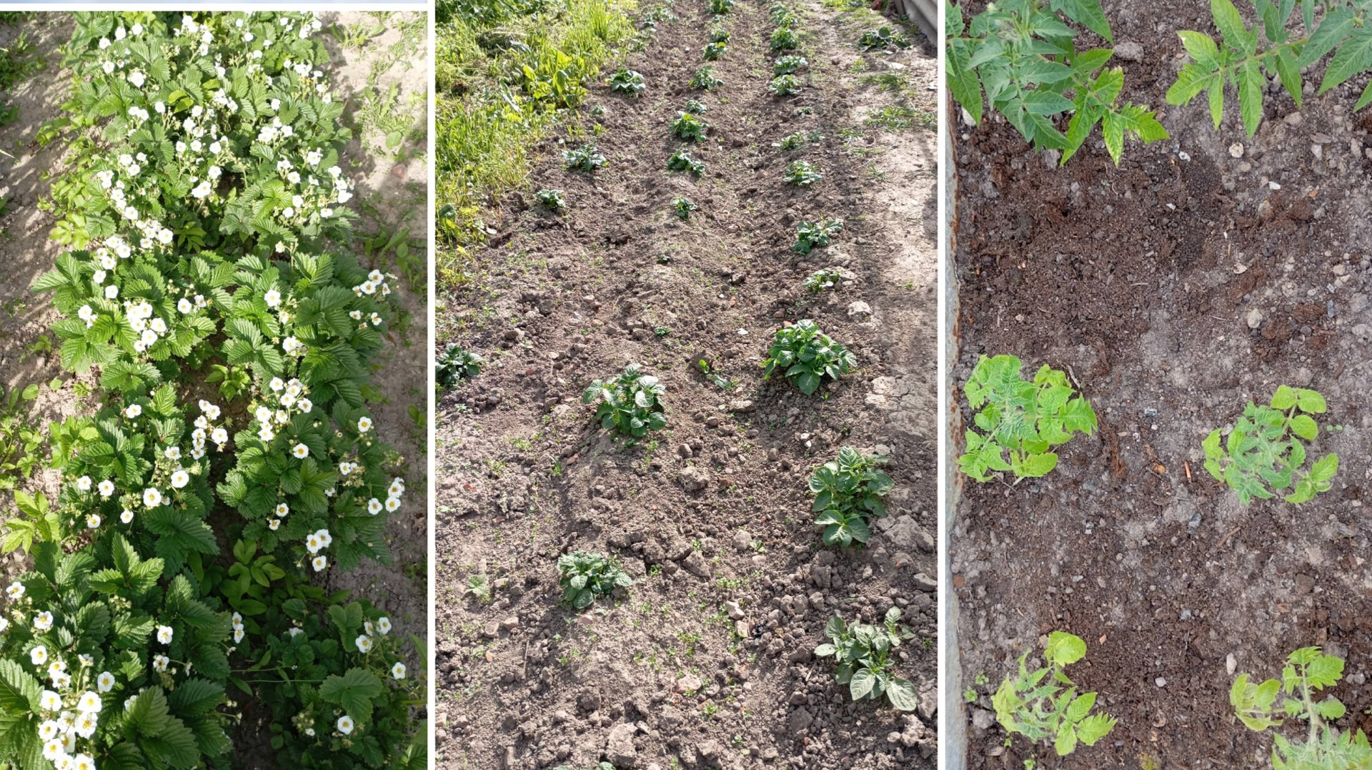 29 мая. Вечерний обход 😀 днём жара не даёт работать смотреть онлайн