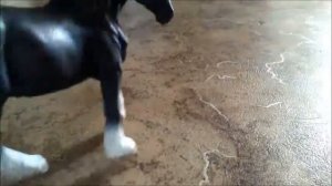 Типы жеребят XD || КСК "Эллада"