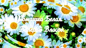 Ромашка Белая. Валерий Власов.