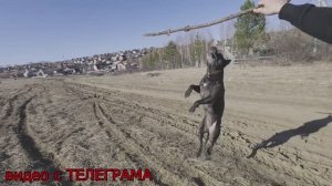 ПОДБОРКА РОЛИКОВ С ТЕЛЕГРАМ. ПОДПИШИТЕСЬ!!