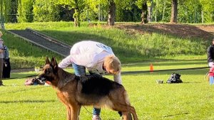 2 О/Отл. Black Magic Of The Sun OLIMPIYA +++ №80 / КЧК+ БОРИСОВ (BY) 17 мая`25 Моно нем.овч.