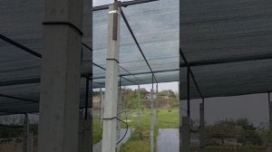 виноградник