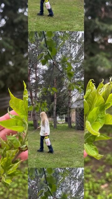 Чем обработать растения пострадавшие от заморозков? Ч смотреть онлайн