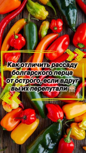 Как отличить рассаду болгарского перца от острого, если вдруг вы их перепутали