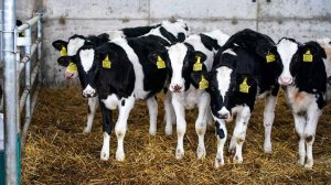 Лукашенко заявил об историческом падеже скота в Белоруссии