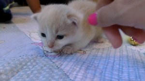 Рома и Диана Наши смешные КОШКИ В НОВОМ ДОМИКЕ, Видео Для Детей