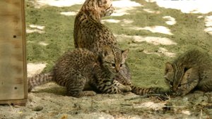 Кошка Жоффруа с котятами