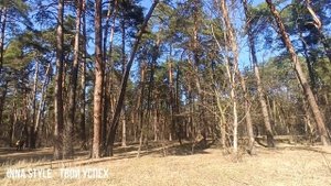 ВЕСЕННЕЕ НАСТРОЕНИЕ И ПЕНИЕ ЛЕСНЫХ ПТИЦ
