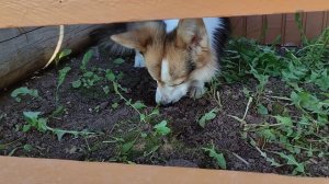 Что то я устал, да и жарко, спрячусь под лестницей в теньке, на прохладной земле гав