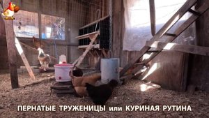 Куры несушки свободного выгула и их обычная куриная рутина – эпизод (372)