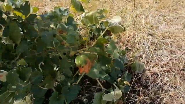 В СЕЛЕ - раннее утро //ВЯЗАНАЯ кофточка этого лета. смотреть онлайн