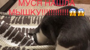 😱😱😱!!МУСЯ поймала МЫШЬ!!😱😱😱