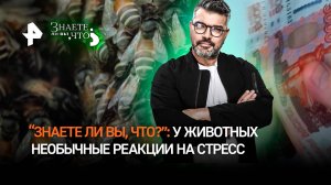 Пчелиная ОПГ и курицы-предательницы. «Знаете ли вы, что»: панические атаки — не только у людей
