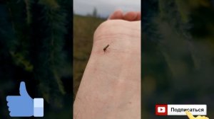 Как избавиться от зуда укуса комара? Как не чесать укус комара