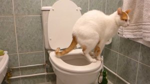 Кот ходит на унитаз и сам смывает за собой)))