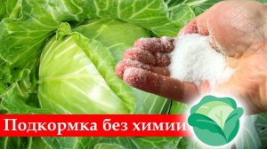 ЧЕМ ПОДКОРМИТЬ РАССАДУ КАПУСТЫ,ЕСЛИ ОНА ПЛОХО РАСТЕТ