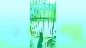 ДЕВУШКА ПРЯТАЛАСЬ ОТ КОТА, И ВОТ КАК ОН ЕЁ ПРОУЧИЛ