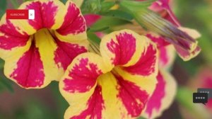 Свекровь хочет, чтобы её младший сын жил у меня в кварт