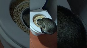 Как приучить кота к унитазу. Часть 2