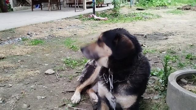 Собака танцует головой)