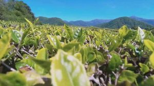 В Сочи начался сезон сбора чая