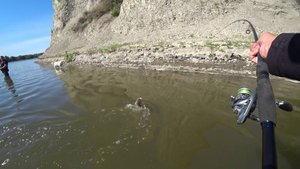 выезд по хищнику на Дон #жерех #окунь #дон #силикон #весна #природа #хищник