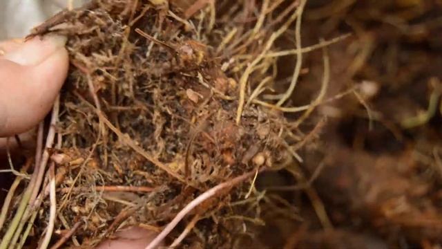 За калганом! Часть 2 смотреть онлайн